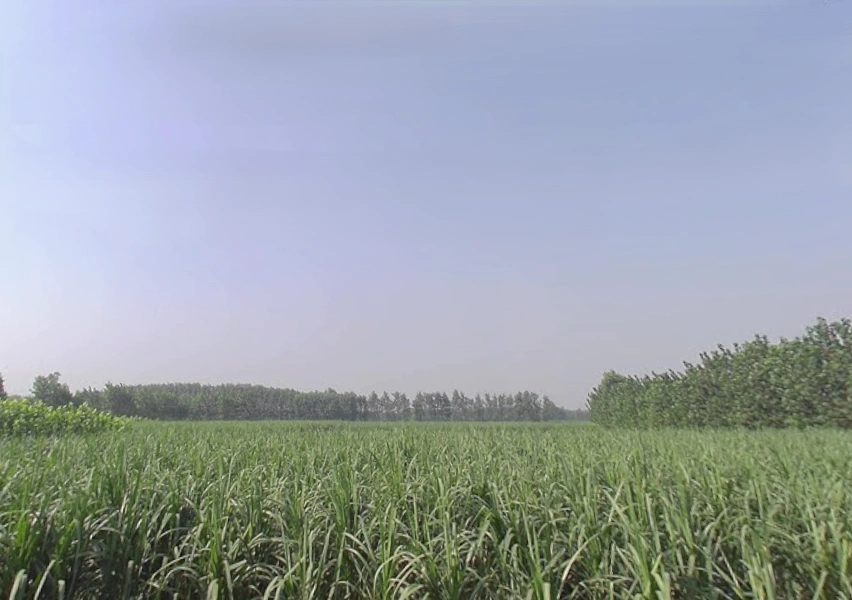 Nanauta Dehat, Uttar Pradesh 247452, India