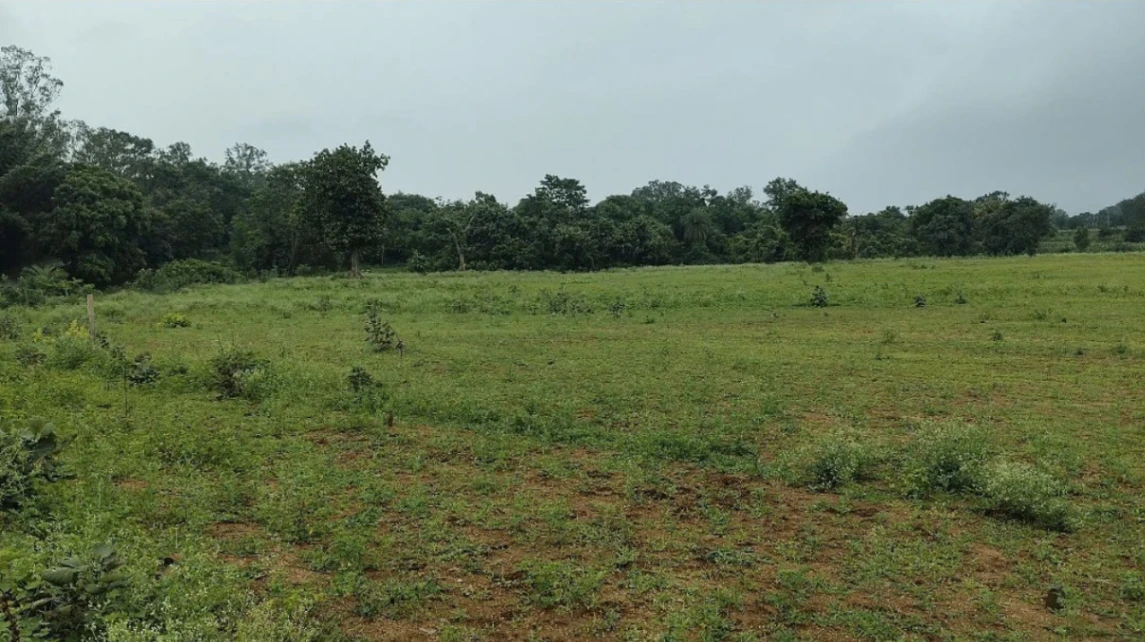 Tamia, Chhindwara, Madhya Pradesh 480559, India