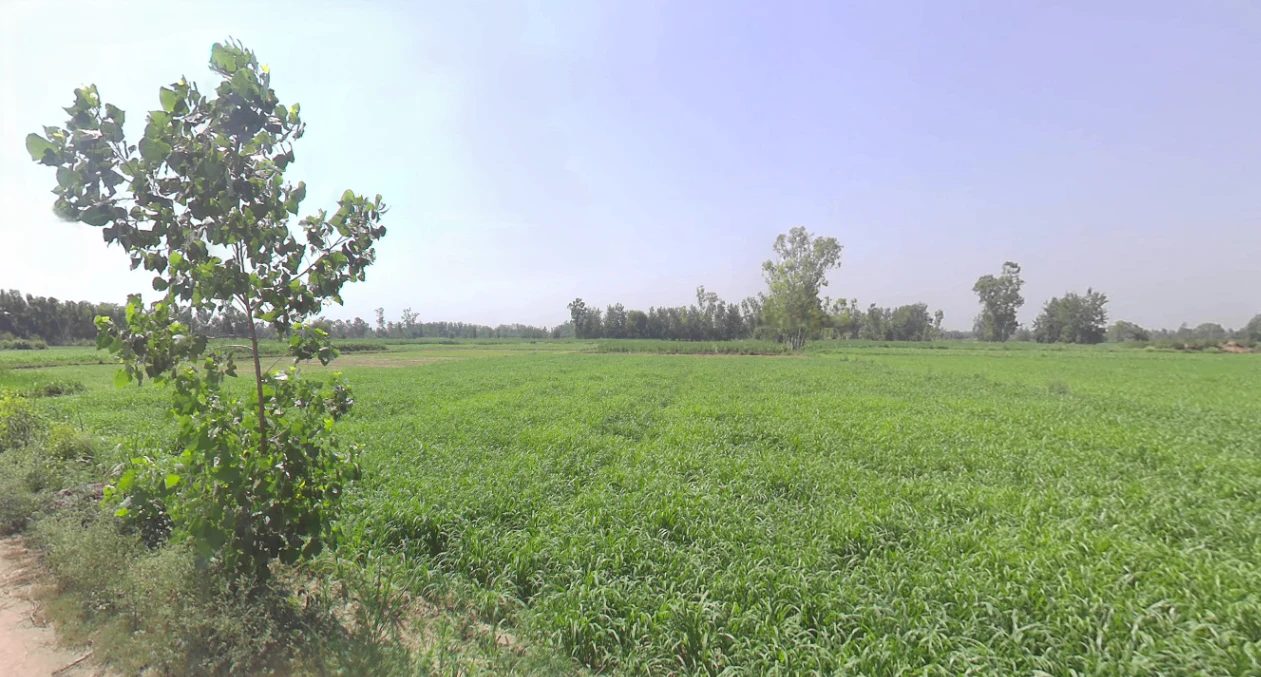 Rajpura, Uttar Pradesh 207123, India