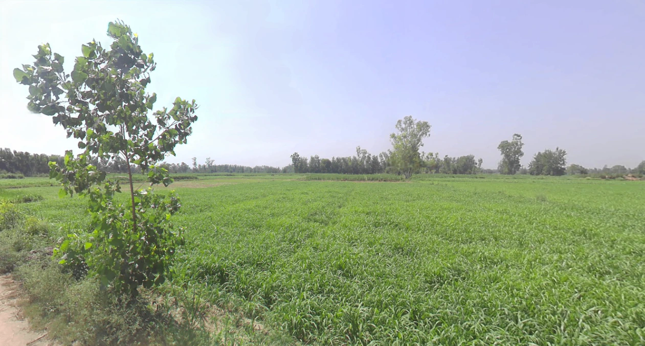 Rajpura, Uttar Pradesh 207123, India