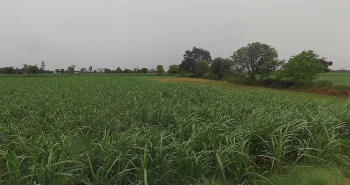Baral, Uttar Pradesh 203408, India