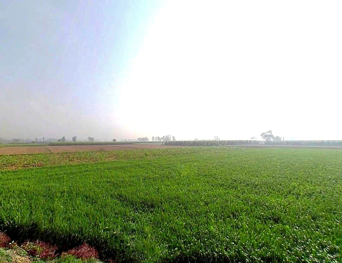 Mawana, Uttar Pradesh, India