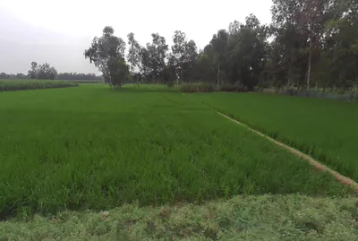 Deoie, Uttar Pradesh 224189, India preview 3