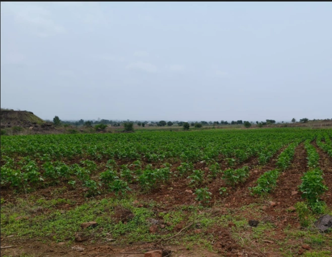 108, Lamheta Ghat, Lamheti, Madhya Pradesh 482003, India