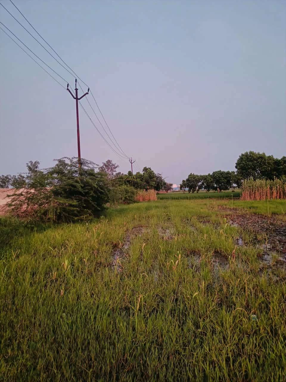 Bukharari, Mathura, Uttar Pradesh, India preview 3