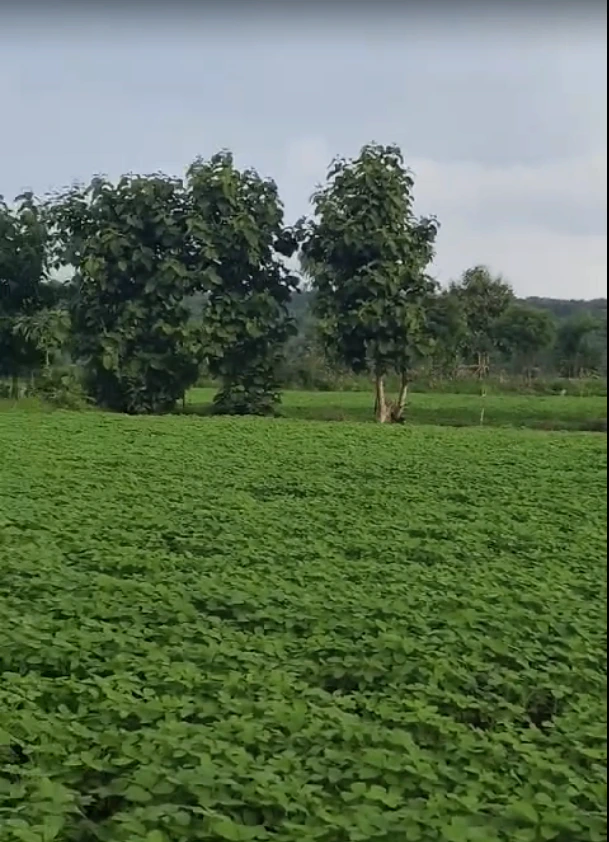 Huzur, Bhopal, Madhya Pradesh 462001, India