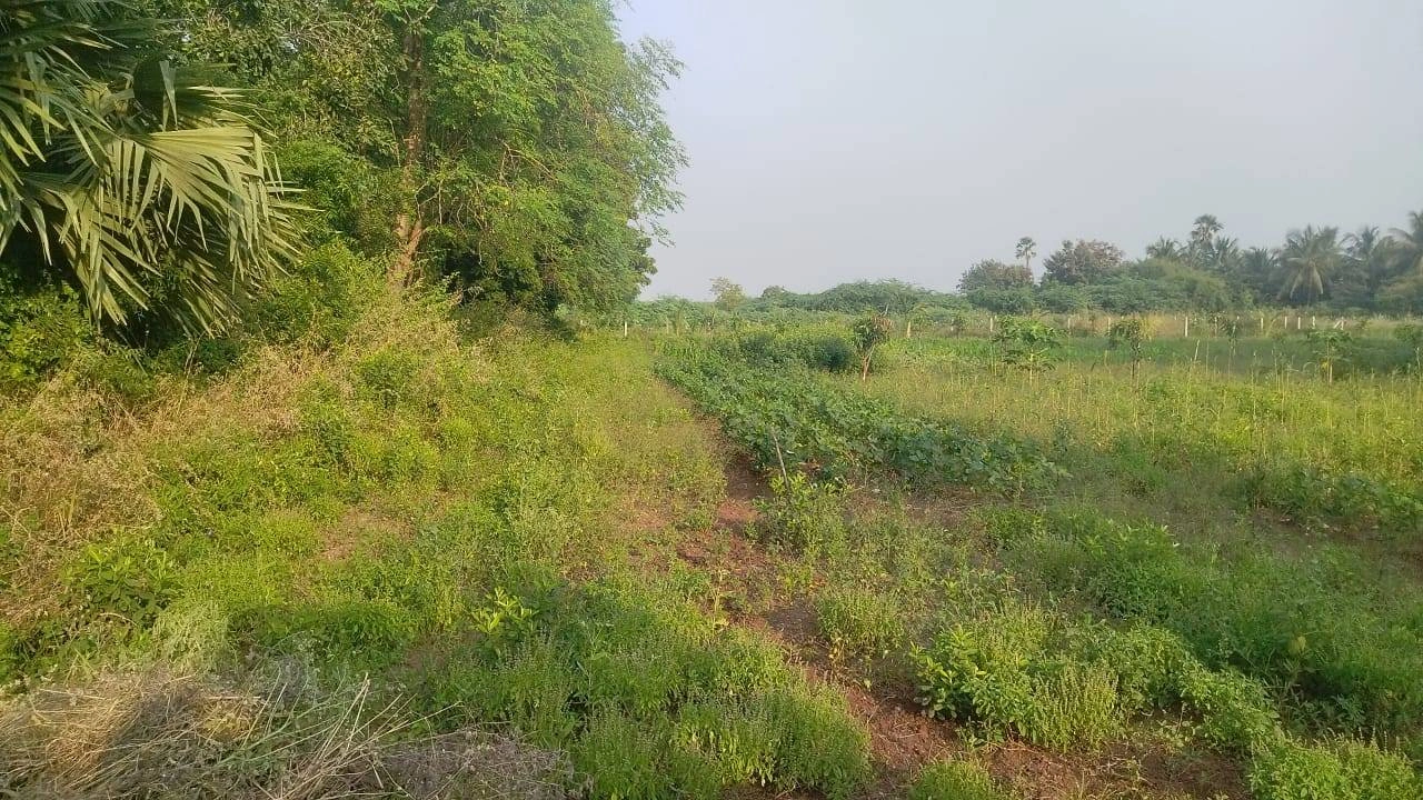 450, Sultanabad, Surat, Dumas, Gujarat 394550, India