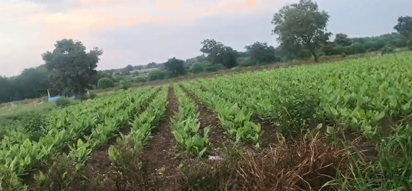 C2X3+P97, Vikarabad, Madireddipalle, Telangana 501111, India - Photo 2