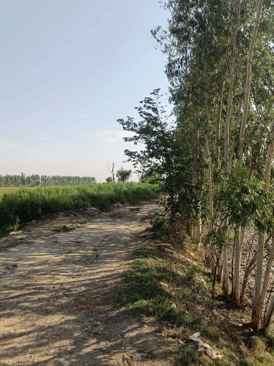 Gauhari, Uttar Pradesh 281401, India