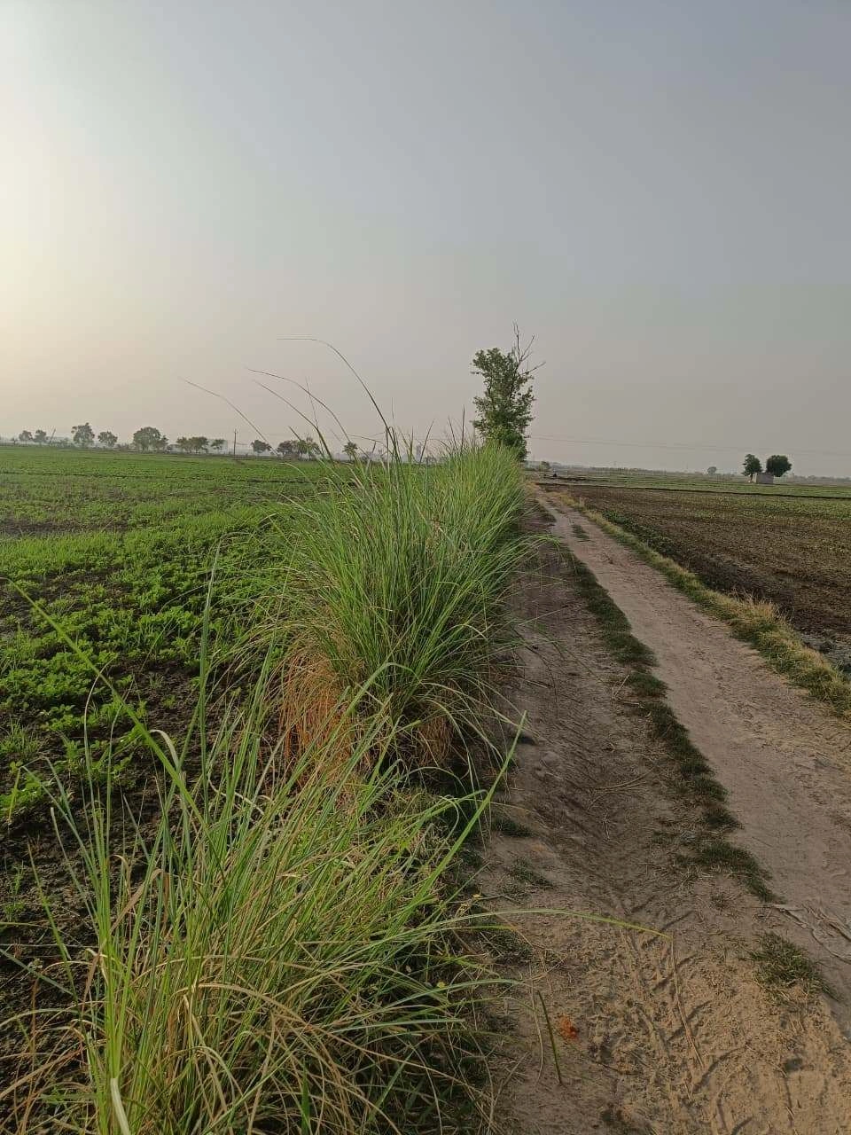 Tentigaon, Uttar Pradesh, India