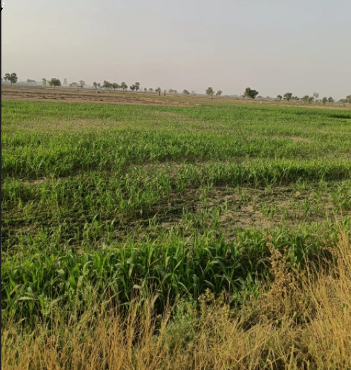 Nurpur Bedi, Punjab 140117, India