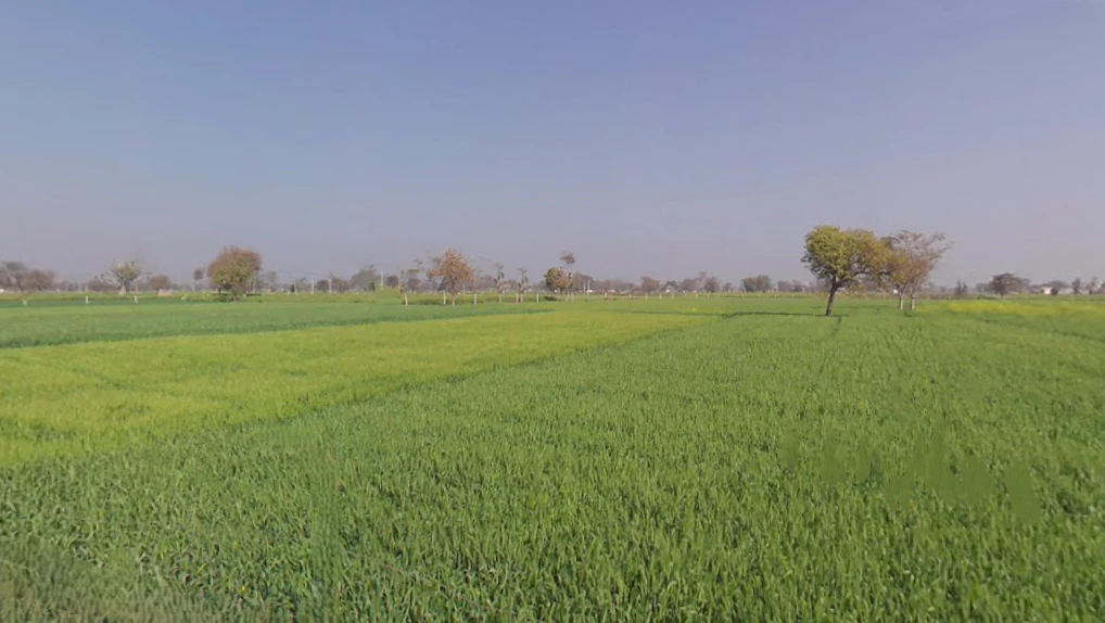 Barodameo, Rajasthan 301021, India