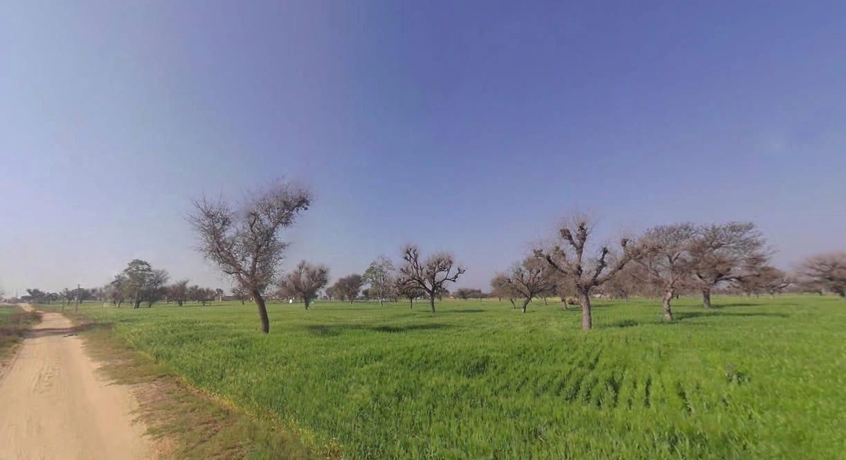 89QG+4F2, Gila Ki Dhani, Rajasthan, India