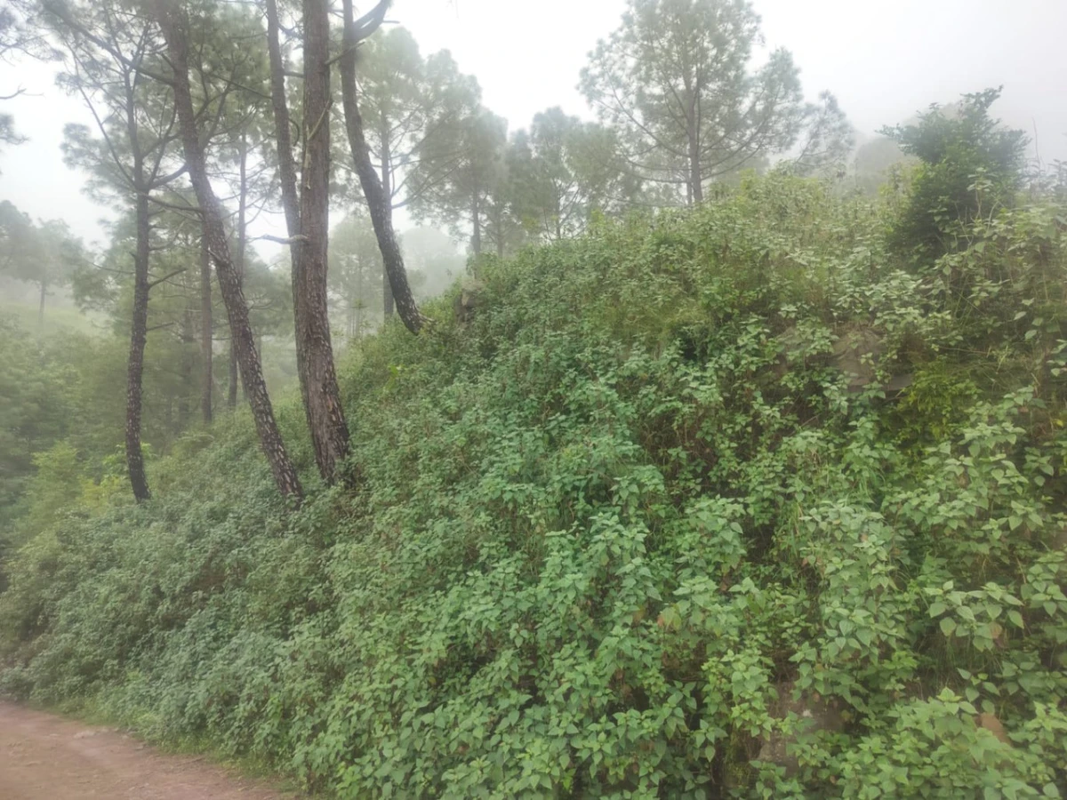 Dheera, Nahan, Himachal Pradesh 173001, India