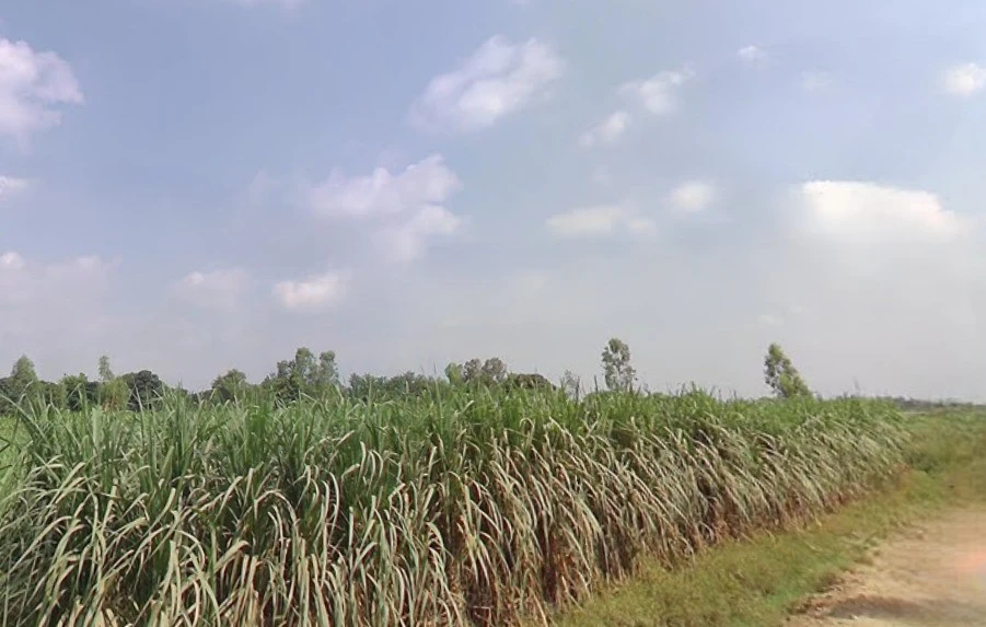 Budhana, Uttar Pradesh 251309, India
