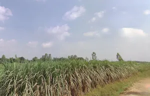 Budhana, Uttar Pradesh 251309, India preview 3