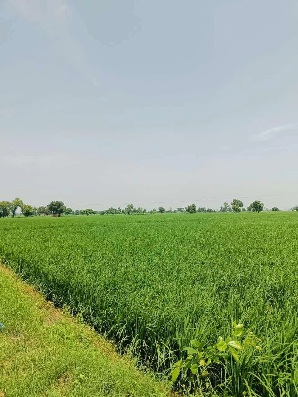 Bajna, Mathura, Uttar Pradesh 281201, India preview 2