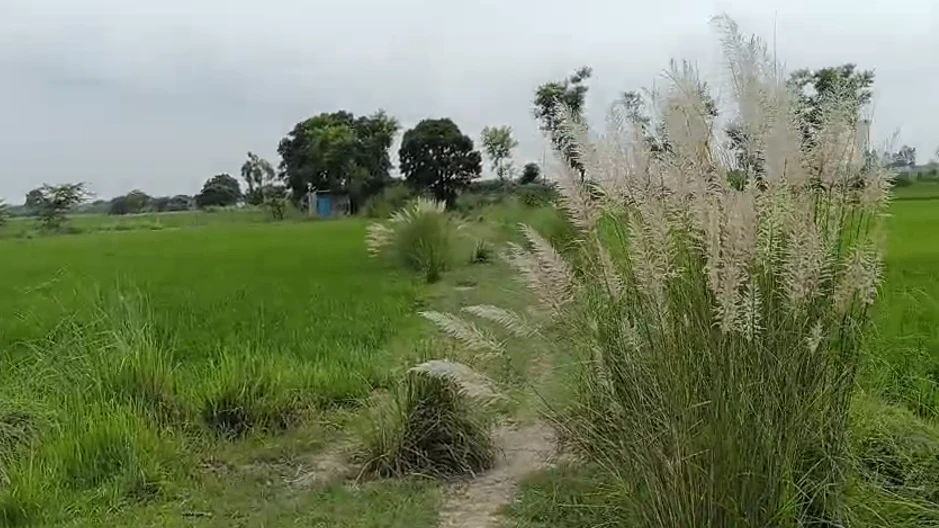 Kaila Bhatta Village, Madhopura, Ghaziabad, Uttar Pradesh 201009, India