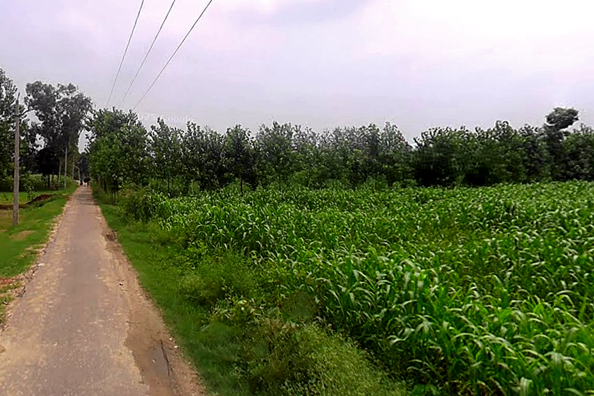 Salampur Gadda, Uttar Pradesh 247001, India