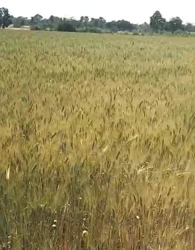Rattangarh, Punjab 148028, India preview 2