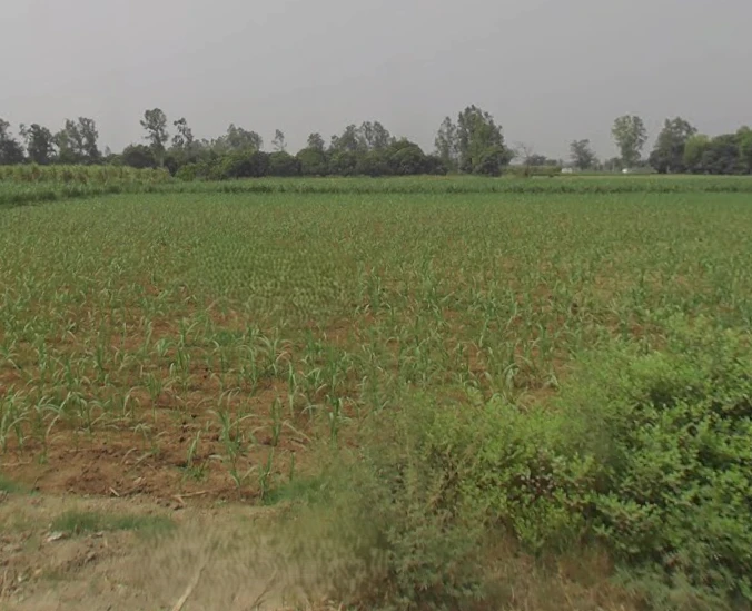 Mawana, Uttar Pradesh, India
