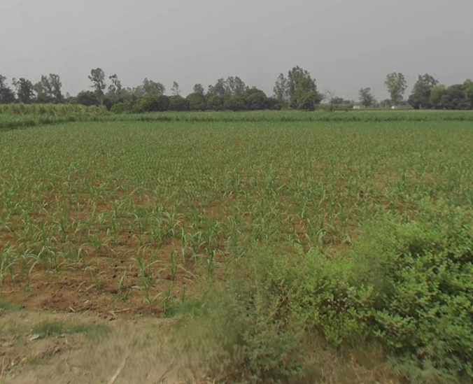 Mawana, Uttar Pradesh, India