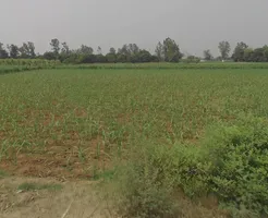 Mawana, Uttar Pradesh, India preview 3