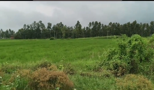 Surirkalan Bagar, Mathura, Uttar Pradesh 281205, India