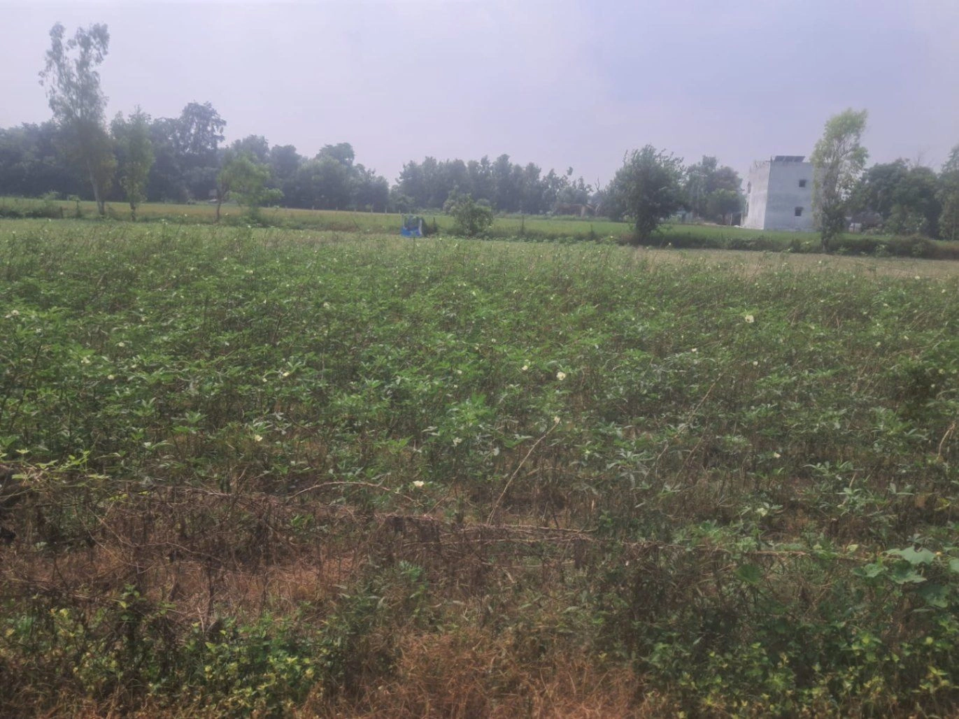 V69C+X9 Kajipur, Gonda, Uttar Pradesh, India