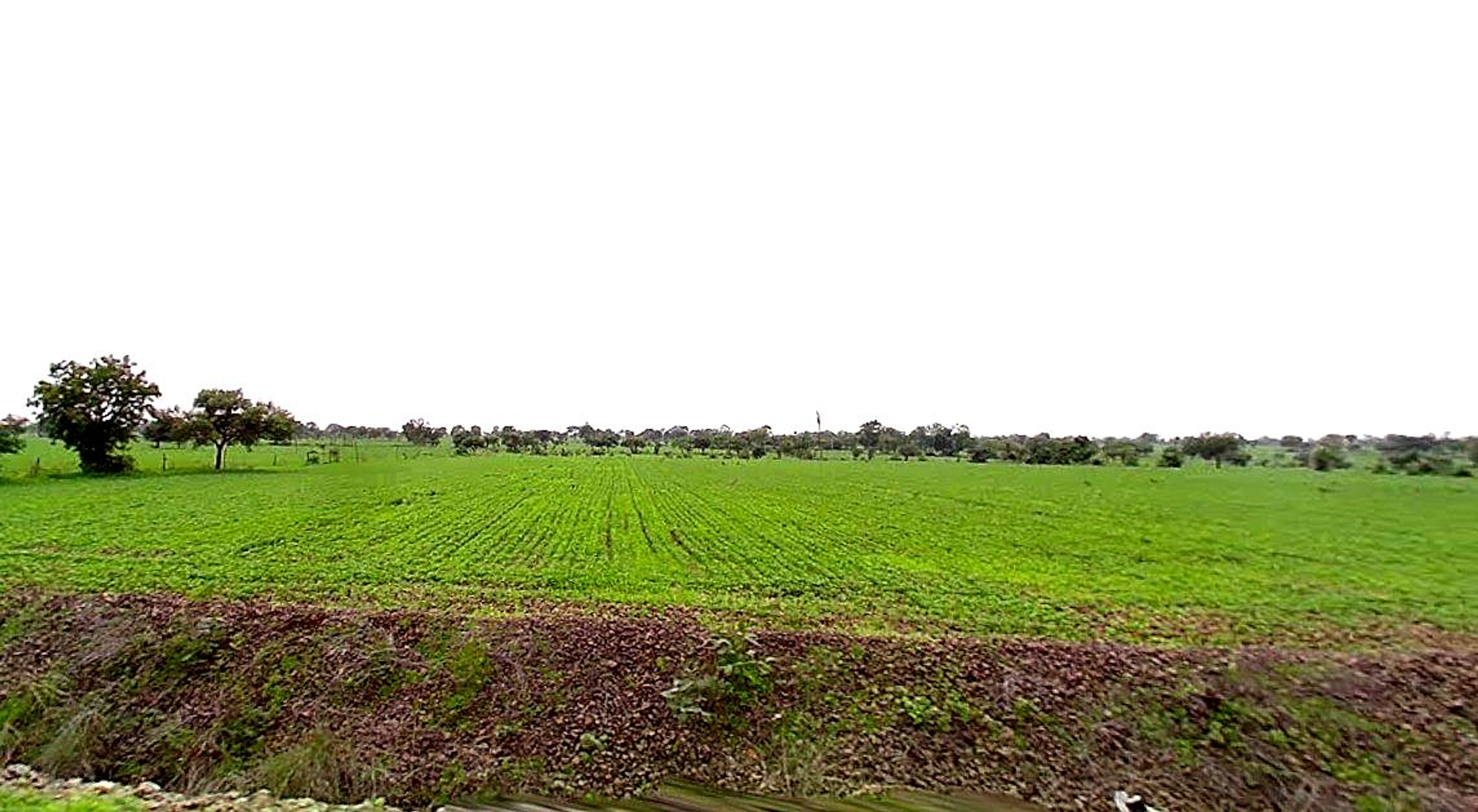 Amrod, Madhya Pradesh 466001, India