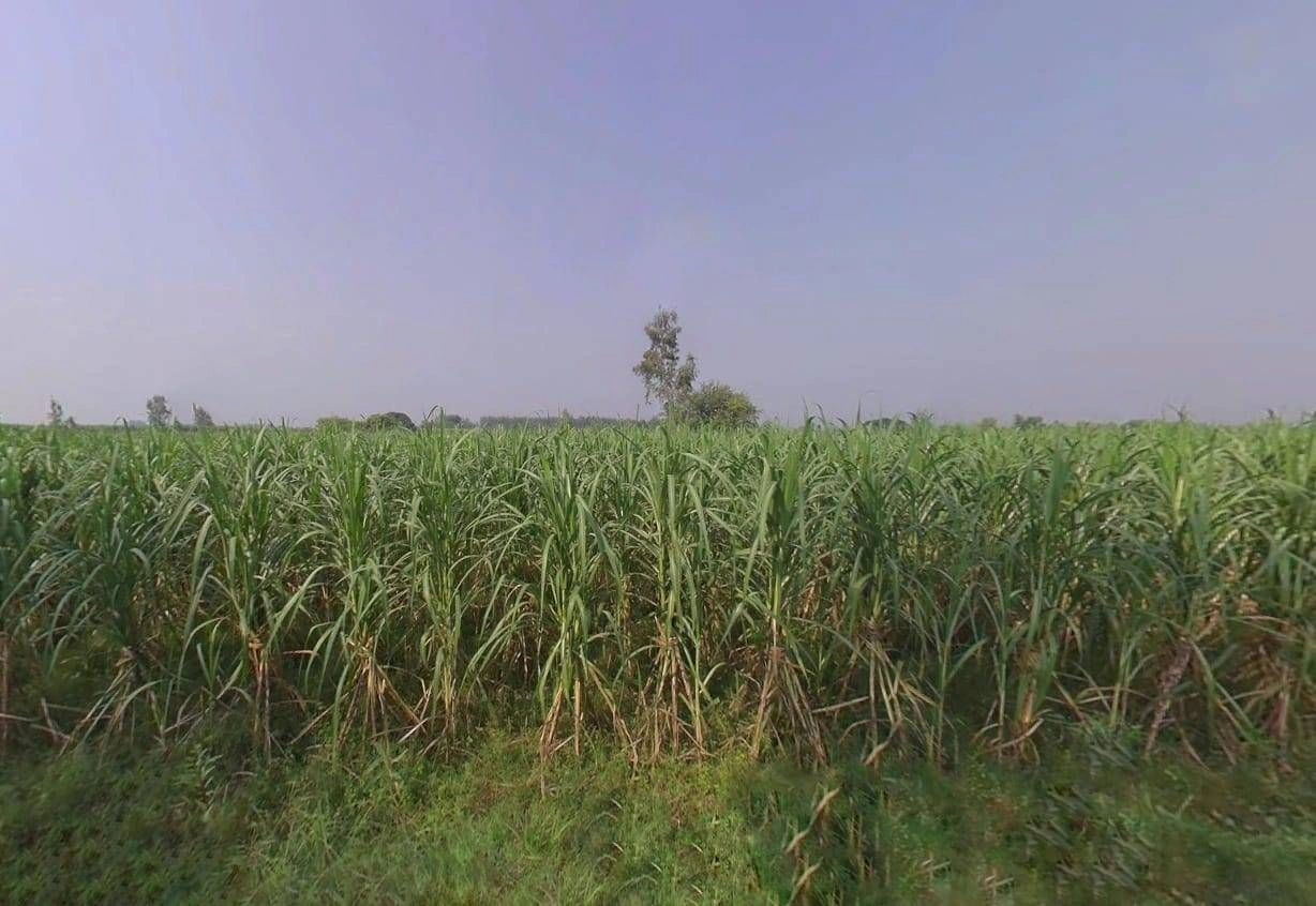 6H64+HH Pithlokhar, Uttar Pradesh, India