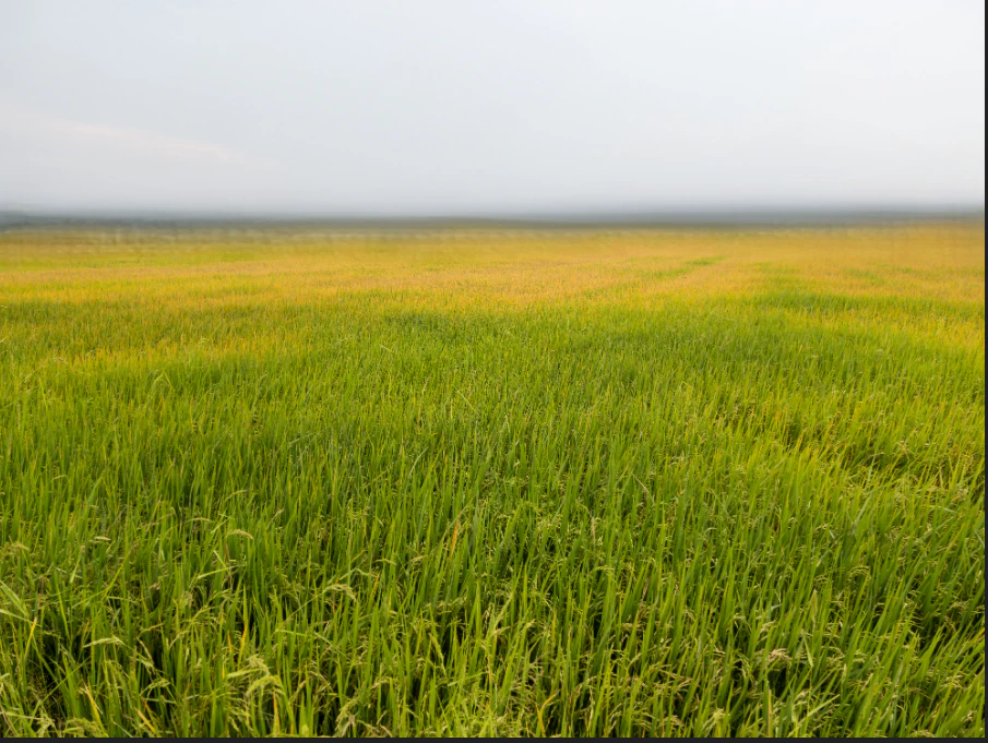 Sahabad, Madhya Pradesh 451228, India