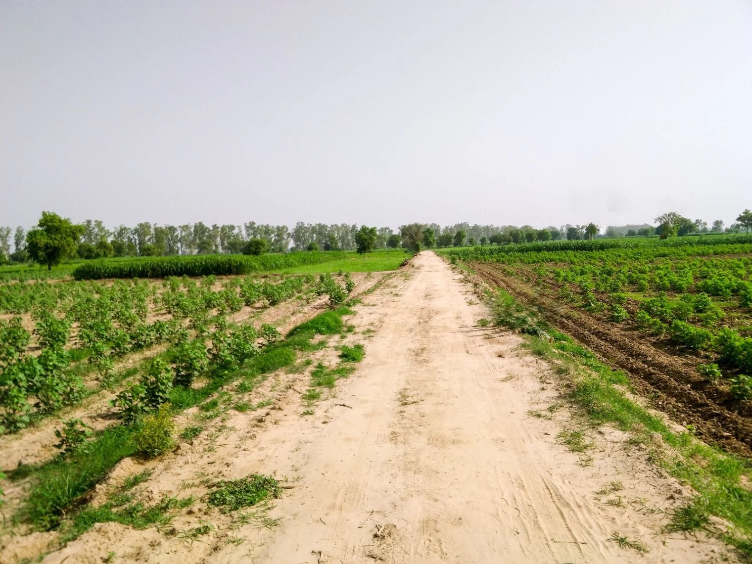 J66C+V53, Bilond, Rajasthan 321022, India