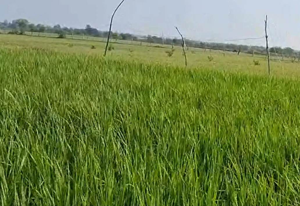 3FJ5+4P Niwadi, Raisen, Madhya Pradesh, India