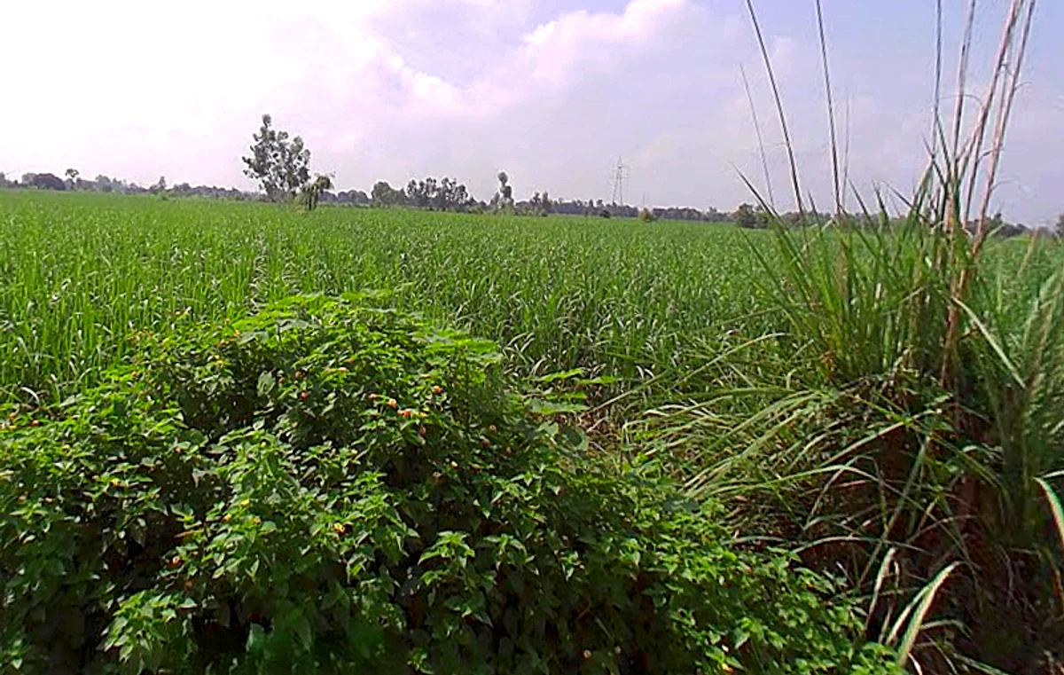 Bhaguwala, Uttar Pradesh 246749, India