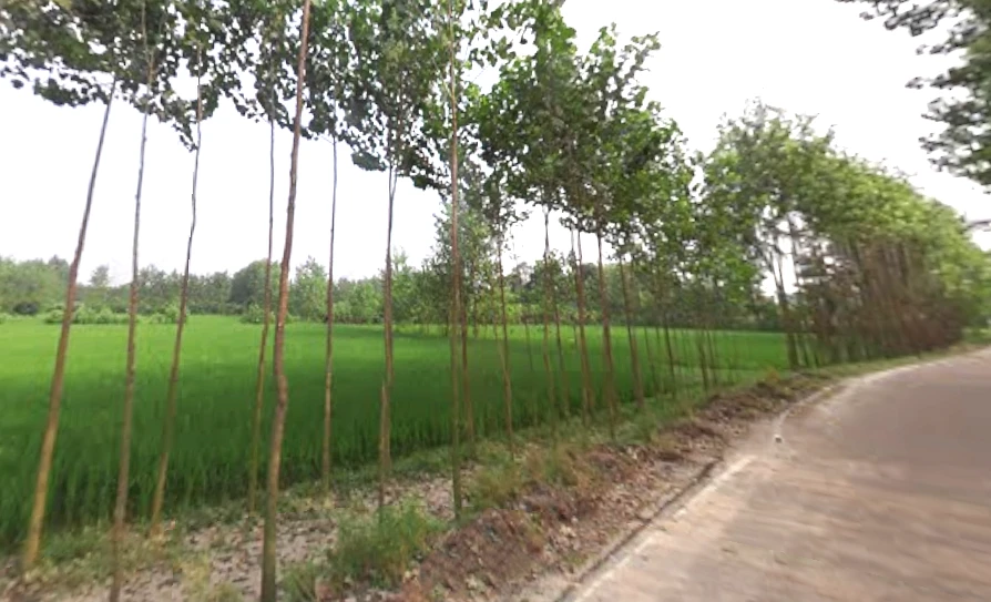 Chamari Khera, Uttar Pradesh 247662, India