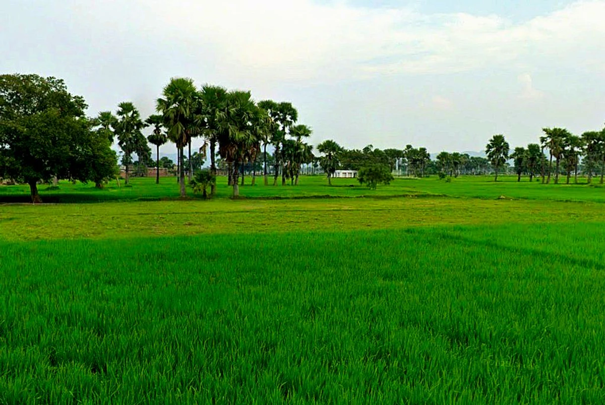 Khamariya, Chhattisgarh 490020, India