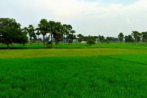 Khamariya, Chhattisgarh 490020, India preview 2