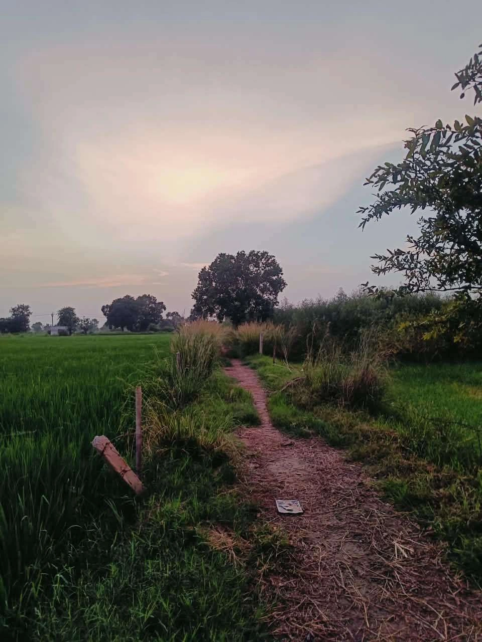 Baraka, Mathura, Uttar Pradesh, India
