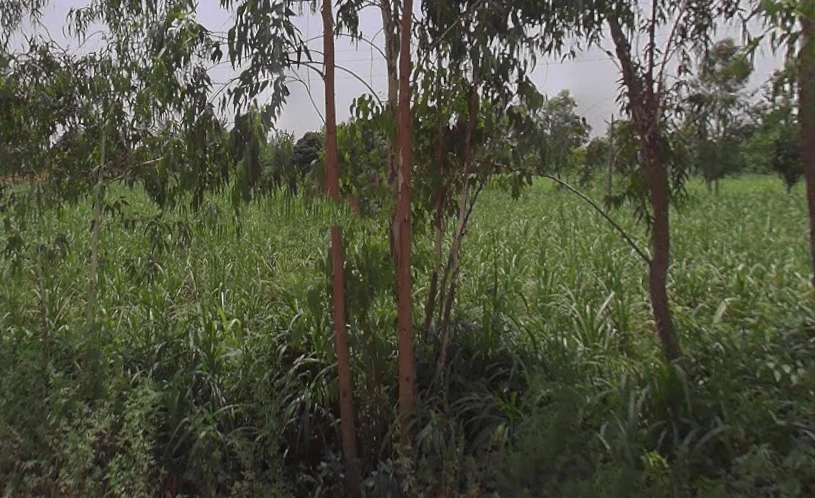 Hastinapur, Uttar Pradesh 250404, India