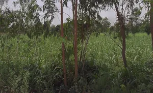 Hastinapur, Uttar Pradesh 250404, India preview 2