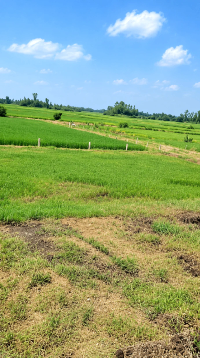 34M6+FH Tera Kalan, Barabanki, Uttar Pradesh, India