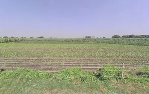 7RCC+H98, Tisang, Uttar Pradesh 251314, India preview 3