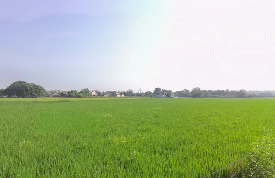 Jamgaon, Chhattisgarh 493661, India