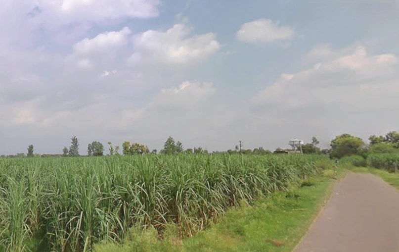 Budhana, Uttar Pradesh 251309, India