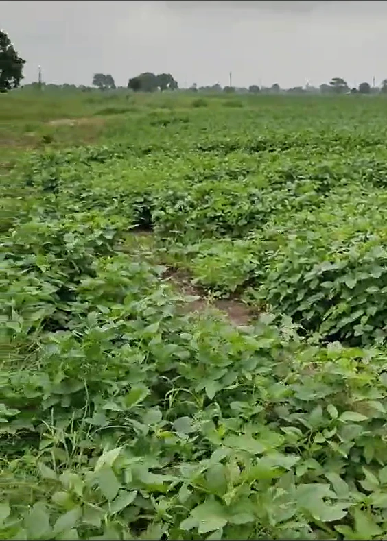 Aroda, Khargone, Madhya Pradesh 451115, India