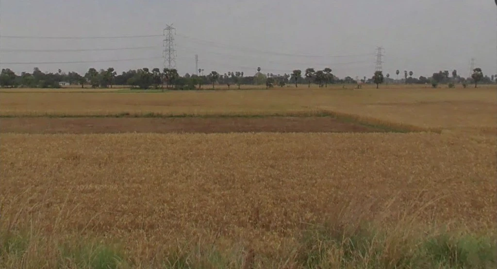 C2XG+3C9, Barepur, Bihar 804453, India