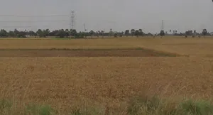 C2XG+3C9, Barepur, Bihar 804453, India preview 3