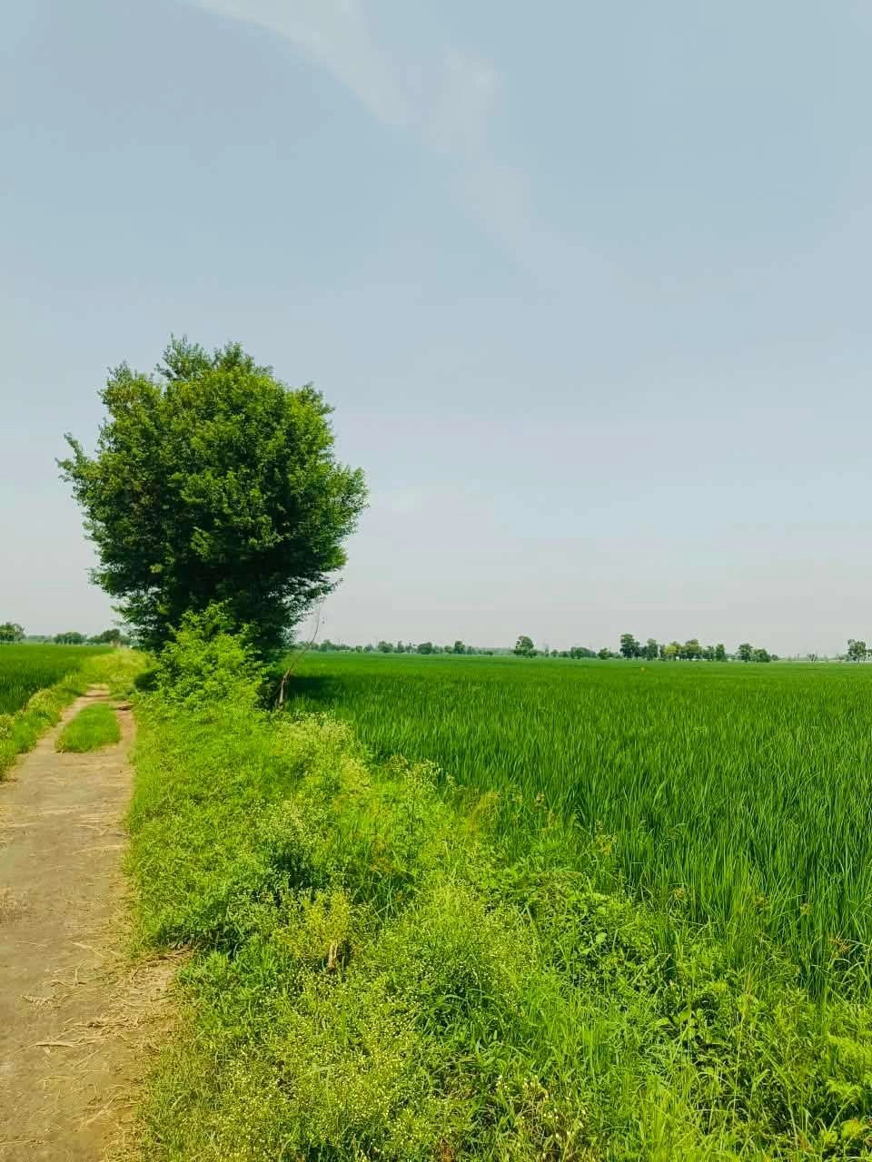 Bajna, Mathura, Uttar Pradesh 281201, India
