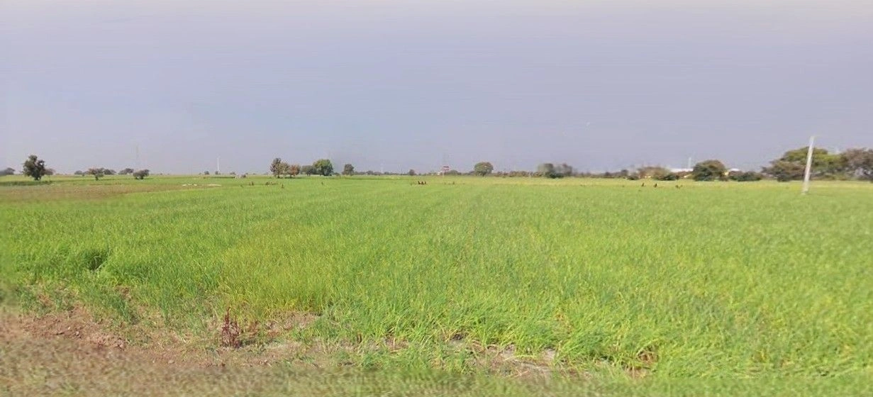 Begu, Haryana 125055, India preview 2